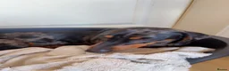 Dachshund dogs for sale: Male dachshund  - Advert 2