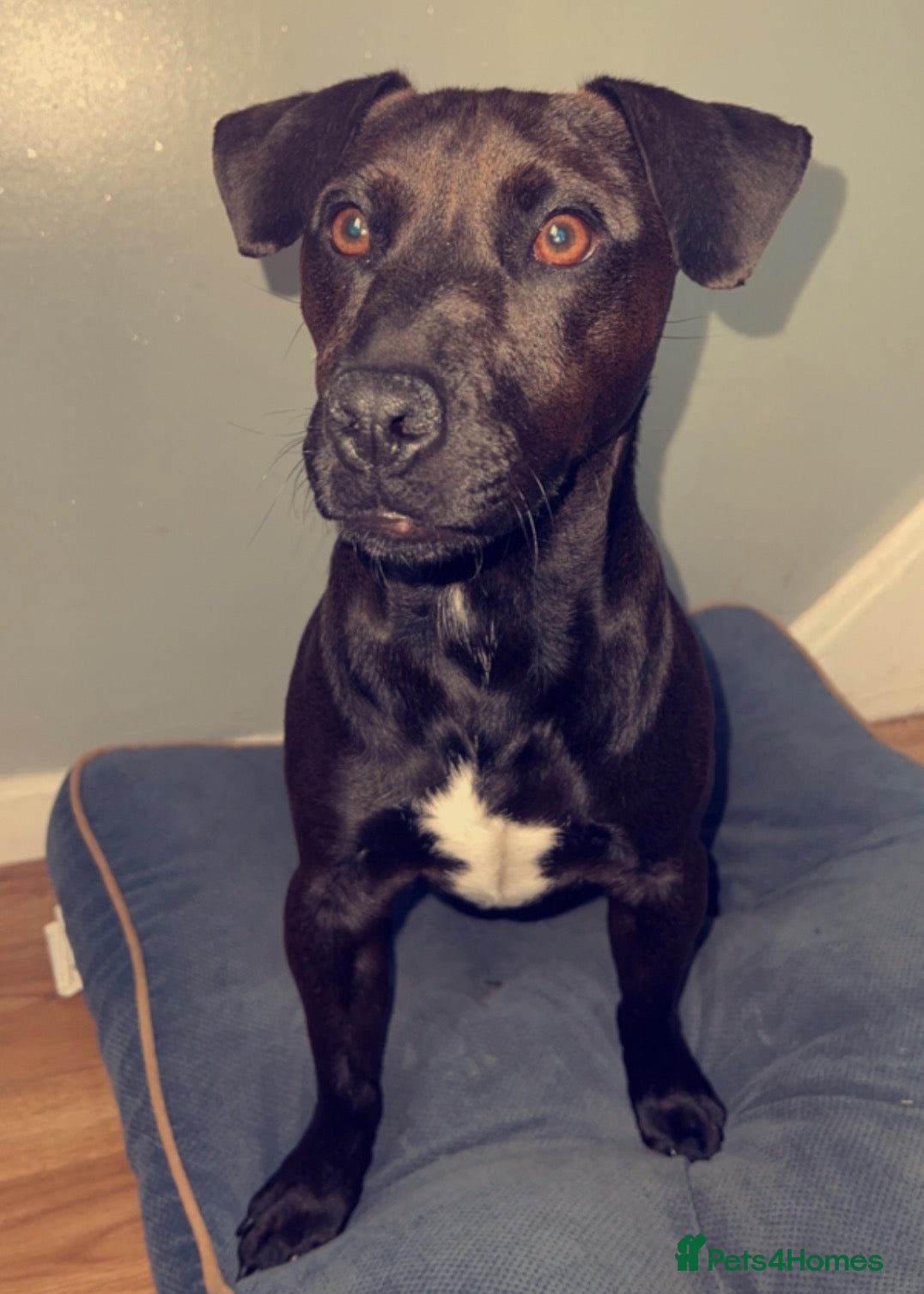 Patterdale Terrier dogs Little Rolo is looking for a new forever home - Advert 5