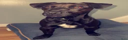 Patterdale Terrier dogs for adoption: Little Rolo is looking for a new forever home - Advert 1