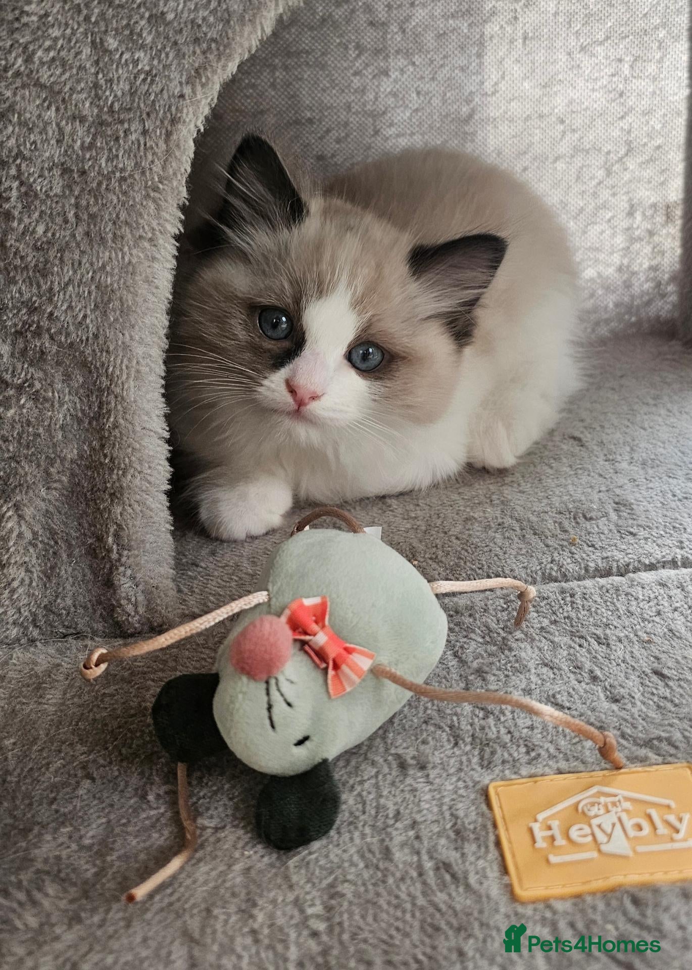 Ragdoll cats for sale: Purebred Pedigree Ragdoll kittens - Advert 1