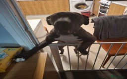 Mixed Breed dogs for sale:     Female 12 month old staff cross boxer - Image 1