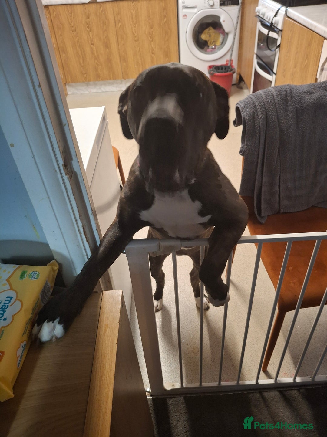 Mixed Breed dogs for sale:     Female 12 month old staff cross boxer - Image 1