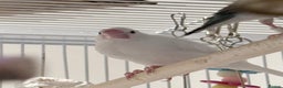 Finches birds for sale: White female Java sparrow in Runcorn - Advert 3