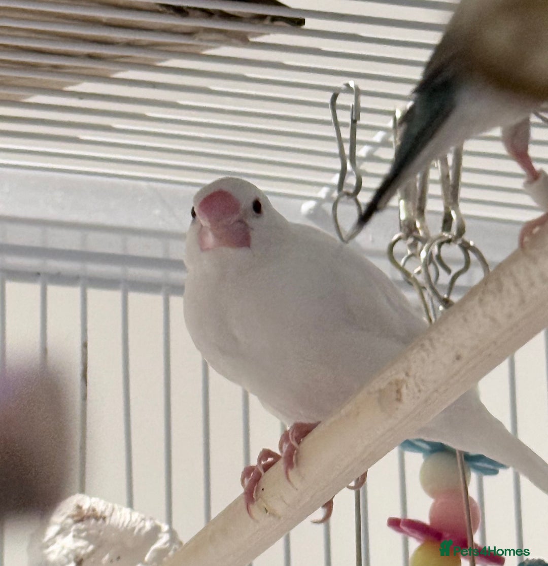 Finches birds for sale: White female Java sparrow in Runcorn - Advert 3