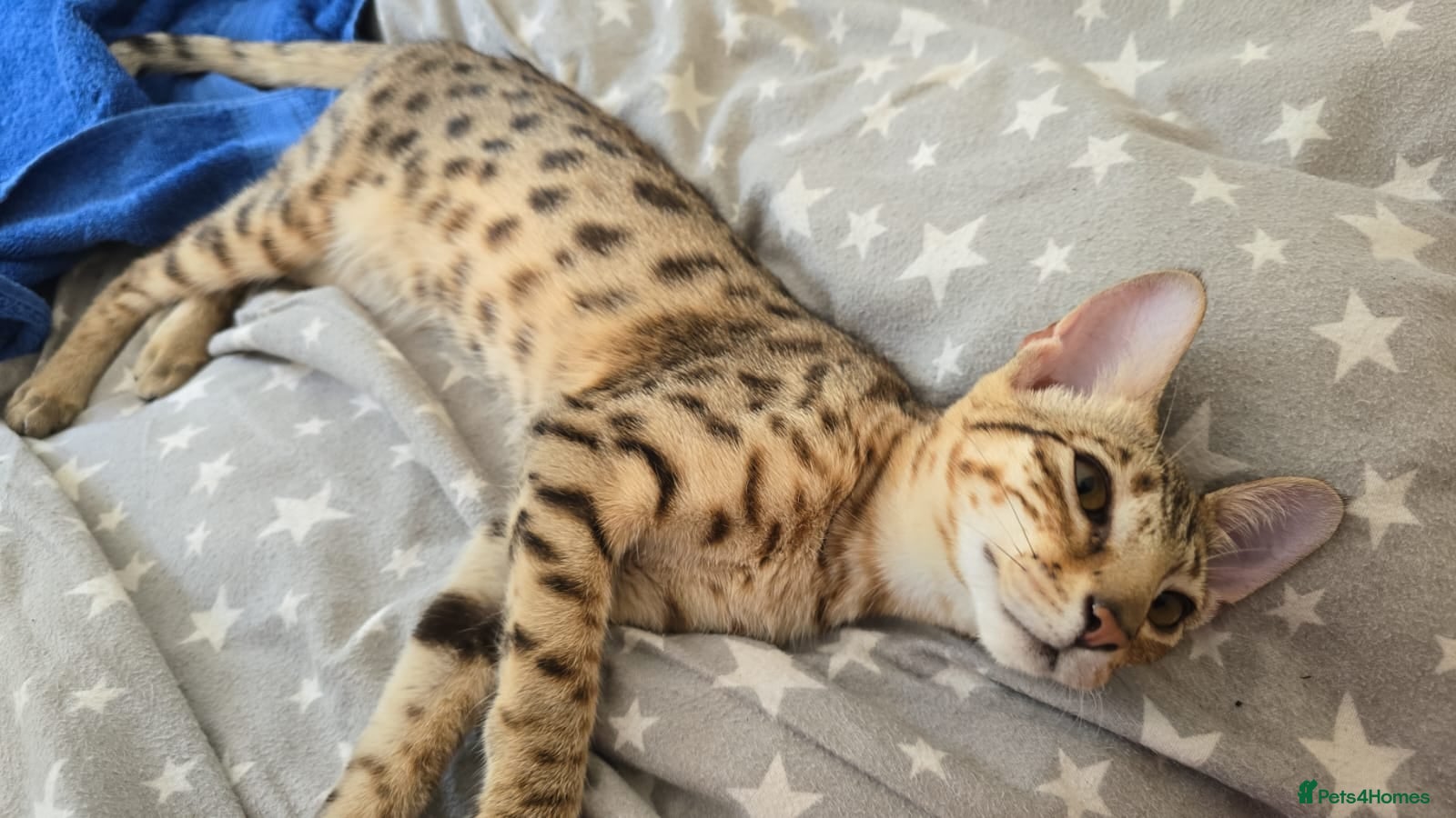 Savannah cats Beautiful F3 Savannah Kitten - Advert 1