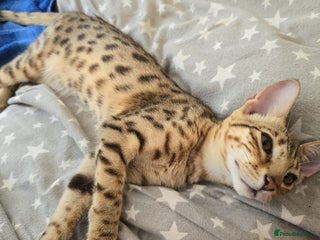 Savannah cats Beautiful F3 Savannah Kitten - Advert 1