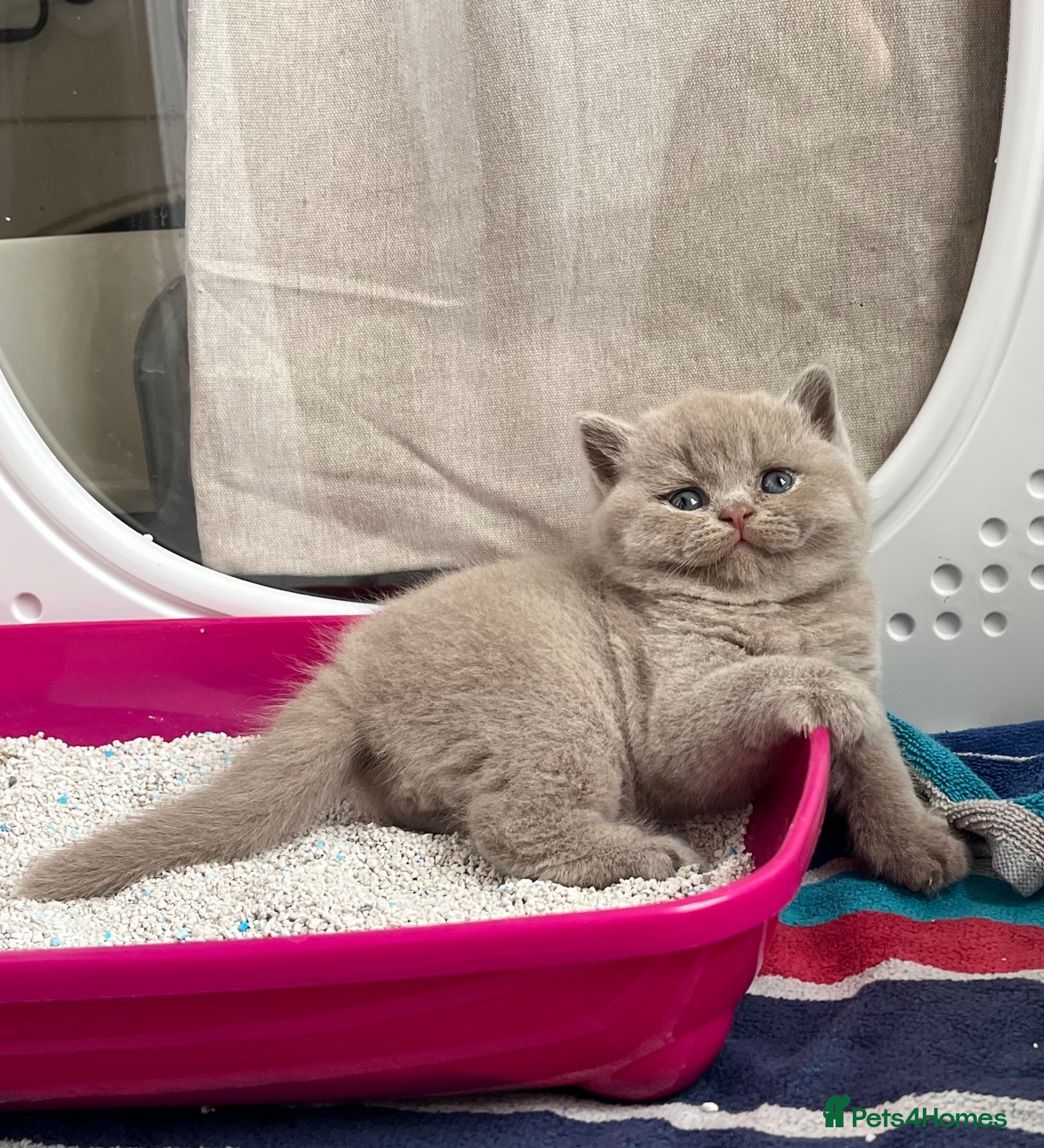 British Shorthair cats 🐾 Beautiful TICA Registered BSH Kittens - Advert 2