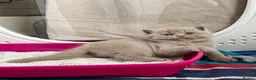 British Shorthair cats for sale: 🐾 Beautiful TICA Registered BSH Kittens - Advert 1