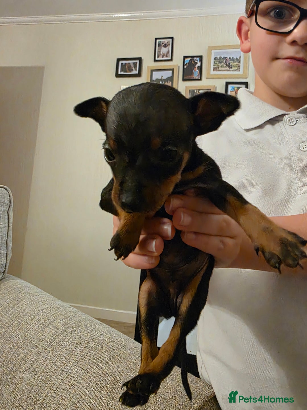 Miniature Pinscher dogs for sale: 5 beautiful miniature pincher pups - Advert 4