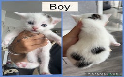 Mixed Breed cats for sale: Beautifull kitten - Image 4