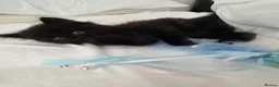 Mixed Breed cats for sale: 10 week old Black fluffy boy - Advert 1