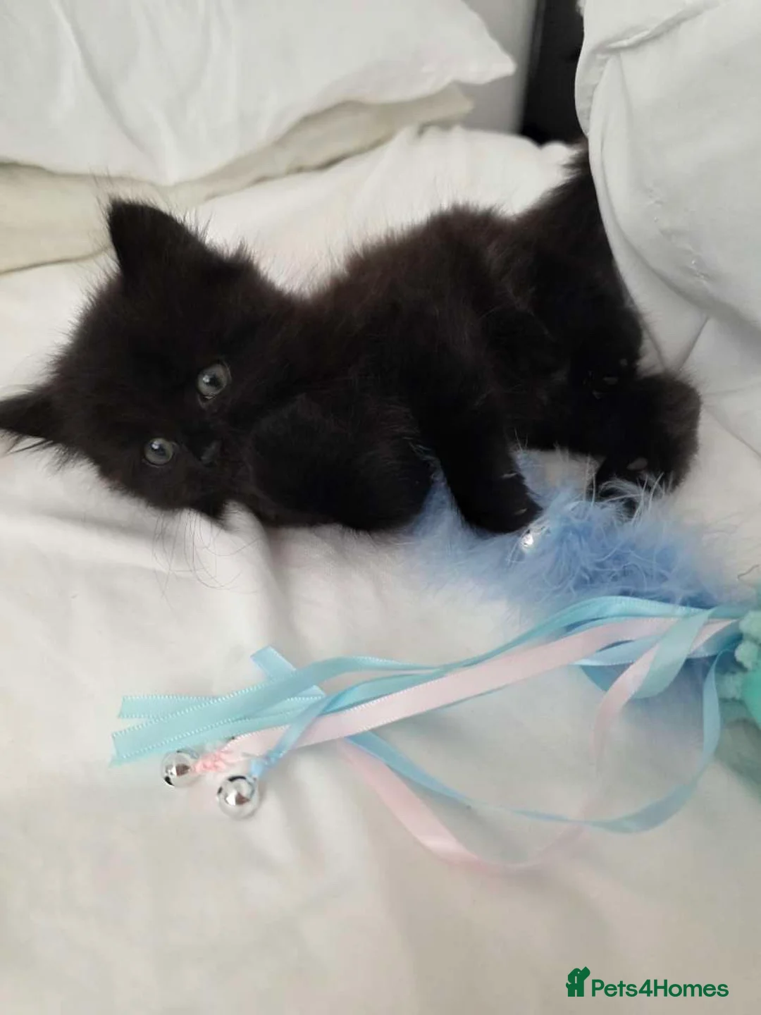Mixed Breed cats for sale: 10 week old Black fluffy boy - Advert 1