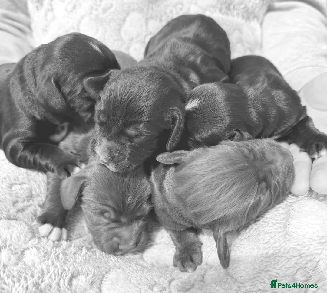 Sprocker dogs for sale: Beautiful sprockers for sale in Ludlow - Advert 8