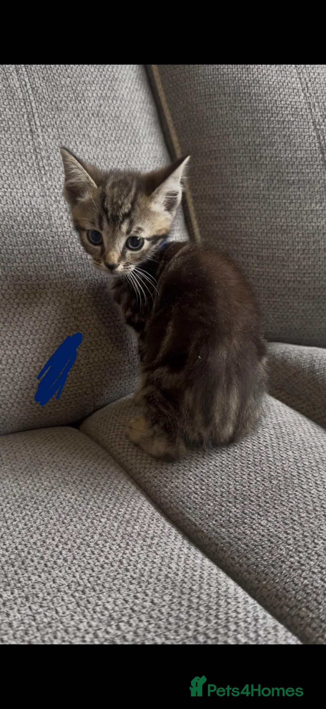 Mixed Breed cats for sale: Beautiful Tabby X Kittens🩷 - Advert 10