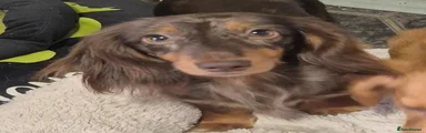 Miniature Dachshund 1