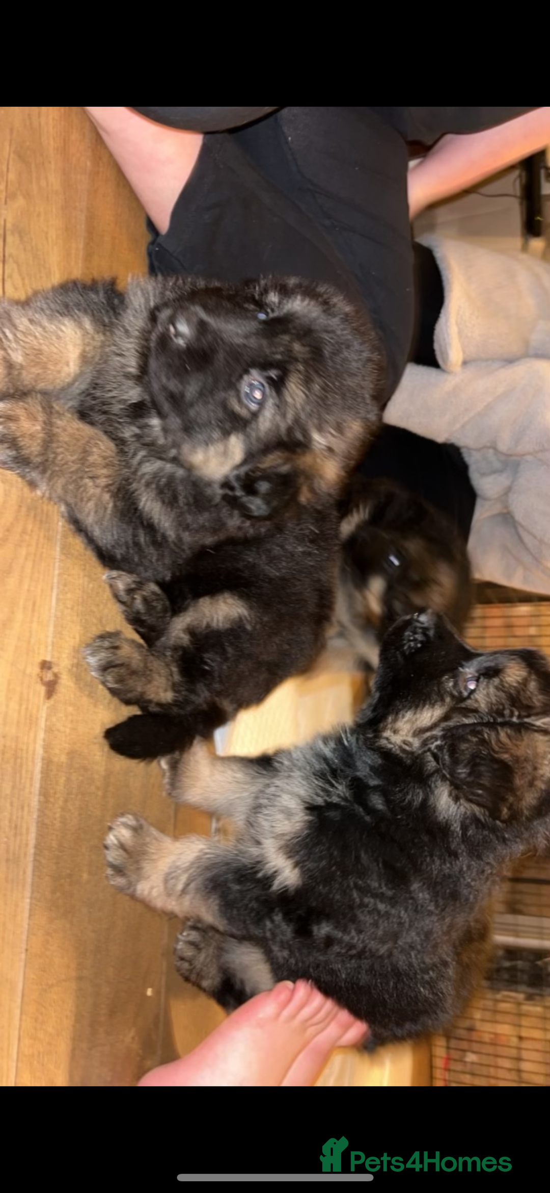 German Shepherd dogs for sale: 5 beautiful German Shepard puppies for sale  - Advert 15