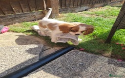 Cavalier King Charles Spaniel dogs for sale: Beautiful Blenheim puppies  - Image 1
