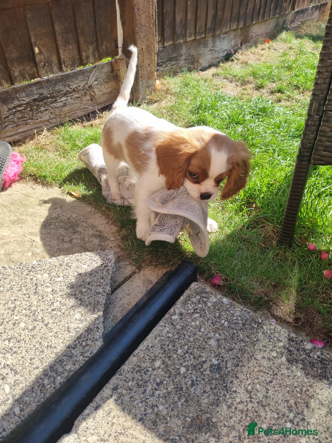 Cavalier King Charles Spaniel dogs for sale: Beautiful Blenheim puppies  - Image 1