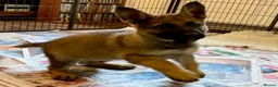 German Shepherd dogs for sale: 4* Licensed Breeder, KC Reg, Health Tested Parents - Advert 6