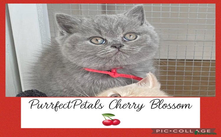 British Shorthair cats - Advert 2