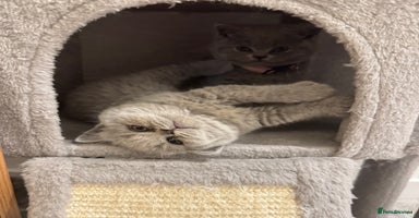 British Shorthair cats Pure British Shorthair Kittens - GCCF Mum - Advert 6