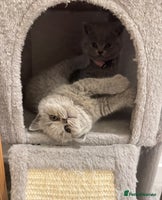 British Shorthair cats Pure British Shorthair Kittens - GCCF Mum - Advert 3