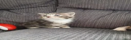 Maine Coon cats for sale: Beautiful cross kittens  - Advert 17
