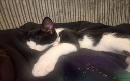 Mixed Breed cats for sale: Tilly  - Image 3