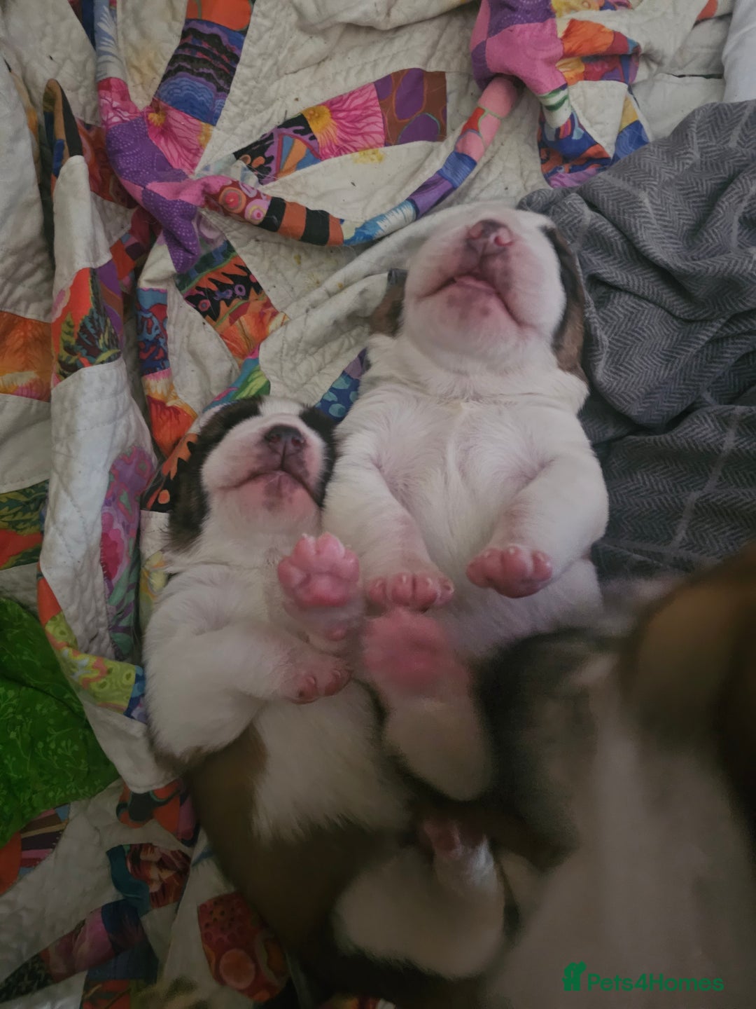 Saint Bernard dogs for sale: 6th Generation St Bernard KC Reg puppies - Image 14