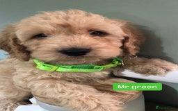 Cockapoo dogs for sale: F1b toy cockapoo puppies - Image 11
