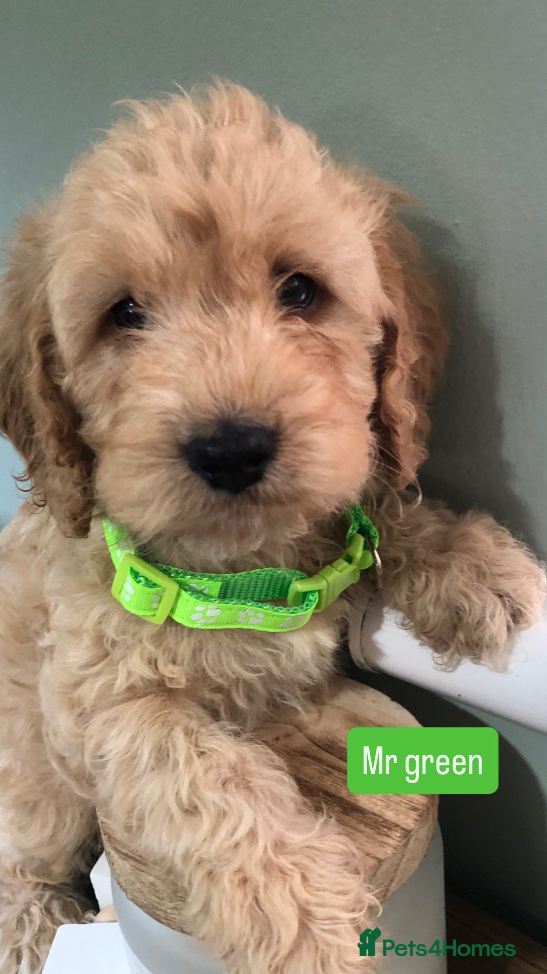 Cockapoo dogs for sale: F1b toy cockapoo puppies - Image 11