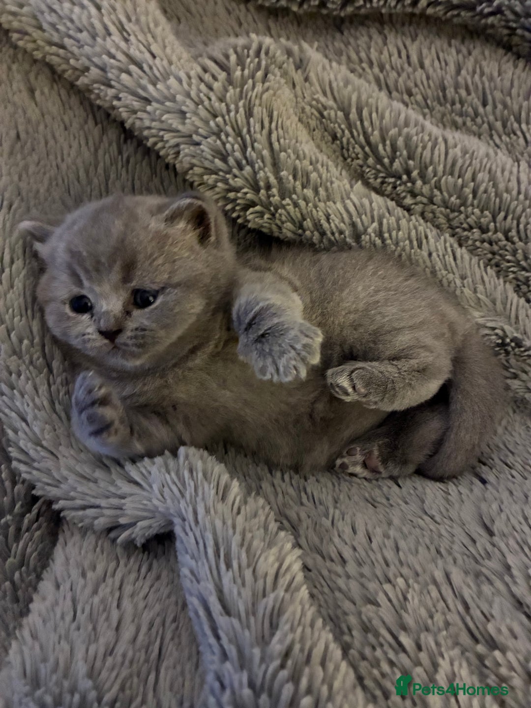British Shorthair cats for sale: Stunning Special Pedigree Litter - Advert 4