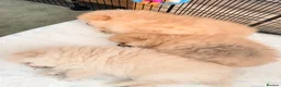 Pomeranian dogs for sale: Lovely Real Pomeranian Teddy Bear Puppies  - Advert 13
