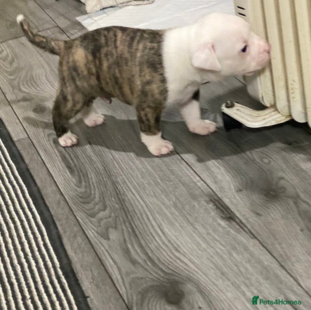American Bulldog dogs for sale: American bulldog puppies - Advert 6