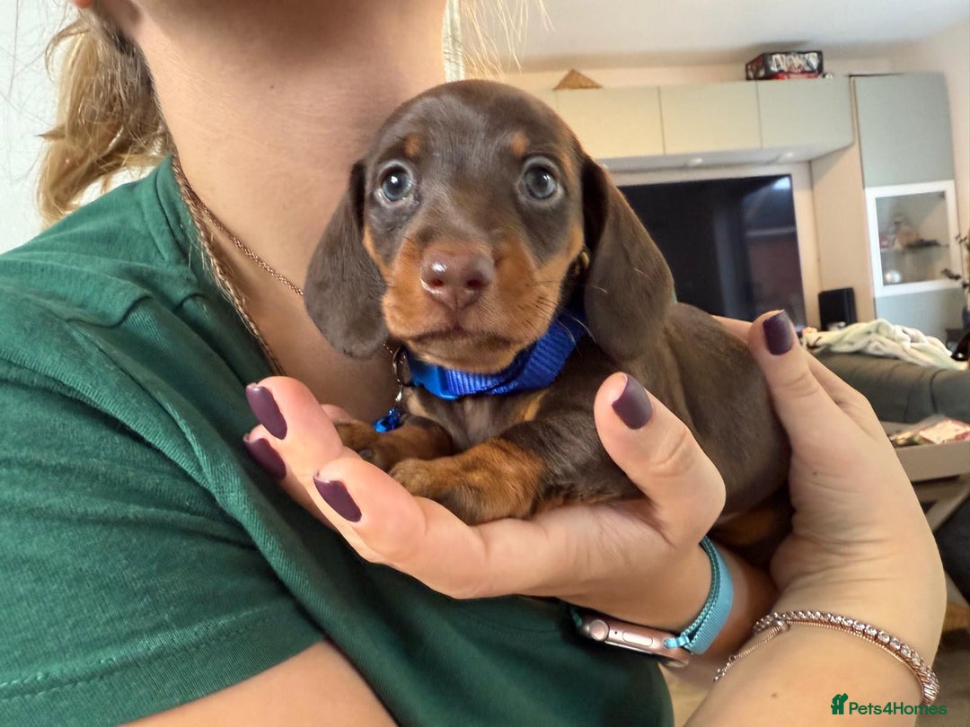 Miniature Dachshund dogs for sale: KC reg miniature dachshund puppies 4 girls 4 boys - Advert 15