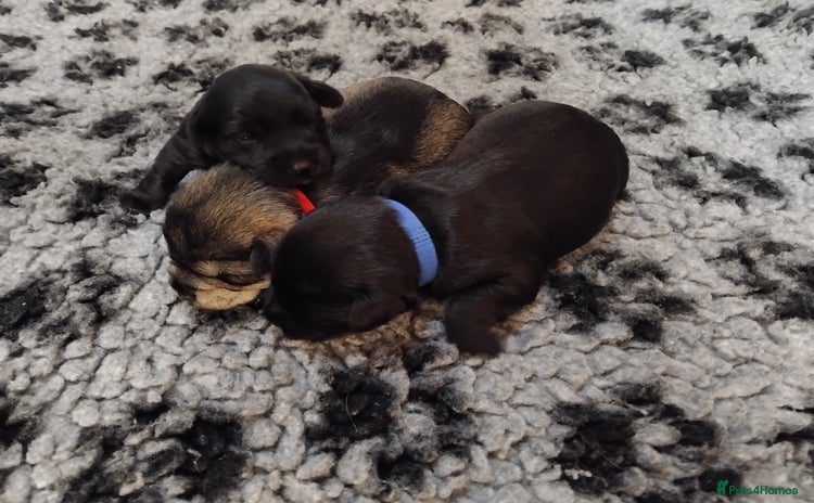 Miniature Schnauzer dogs - Advert 10