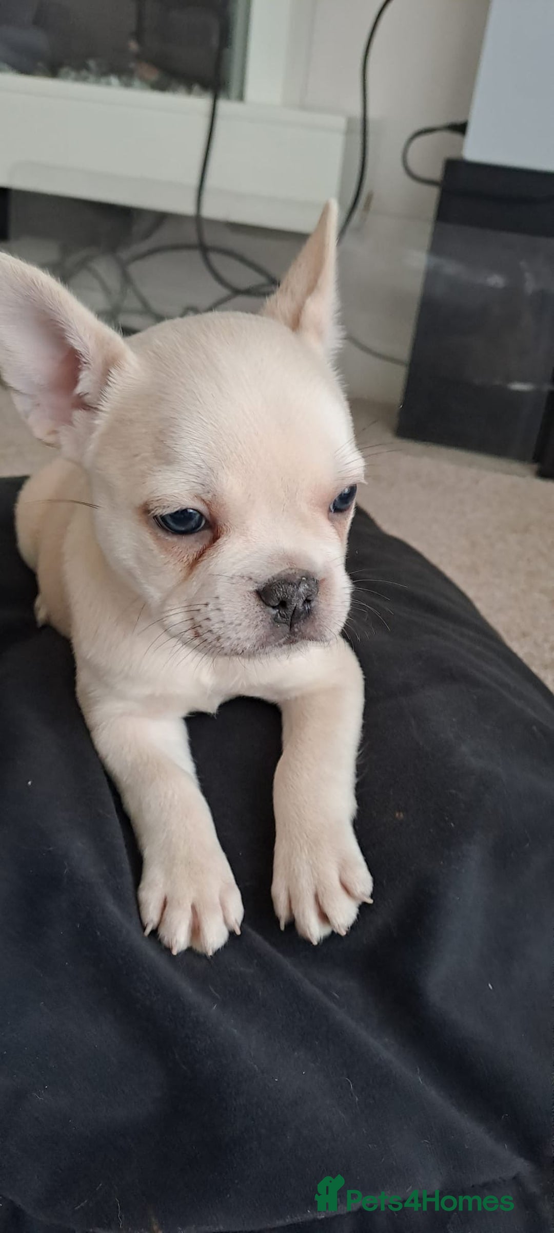 French Bulldog dogs for sale: Chunky french bulldog - Advert 14