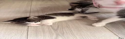 Bengal cats for sale: Beautiful half Bengal x kittens  in Manchester - Advert 15