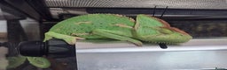 Chameleon reptiles for sale: Yemen and full setup - Advert 8
