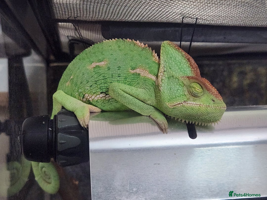 Chameleon reptiles for sale: Yemen and full setup - Advert 8