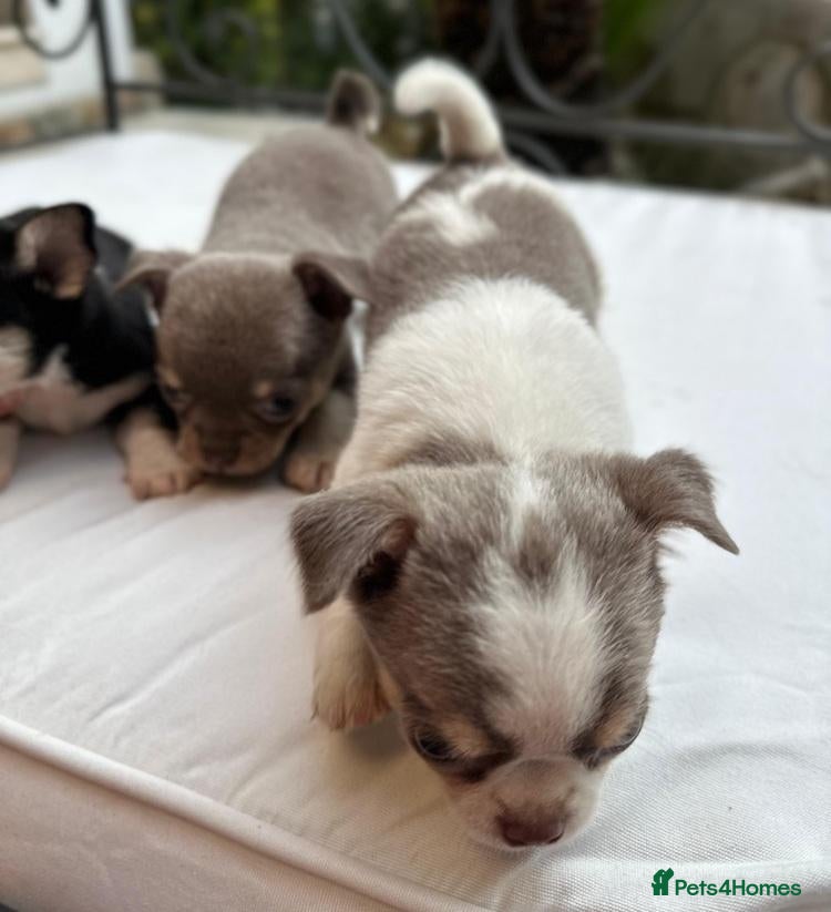 Chihuahua dogs Beautiful Sweet-heart Chihuahuas– 2 Boys & 2 Girls - Advert 10