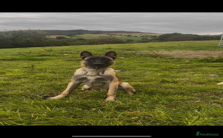 Belgian Shepherd Dog dogs - Advert 1