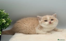 British Shorthair cats for sale: PEDIGREE REGISTERED CHUNKY BRITISH SHORTHAIRS  - Image 25