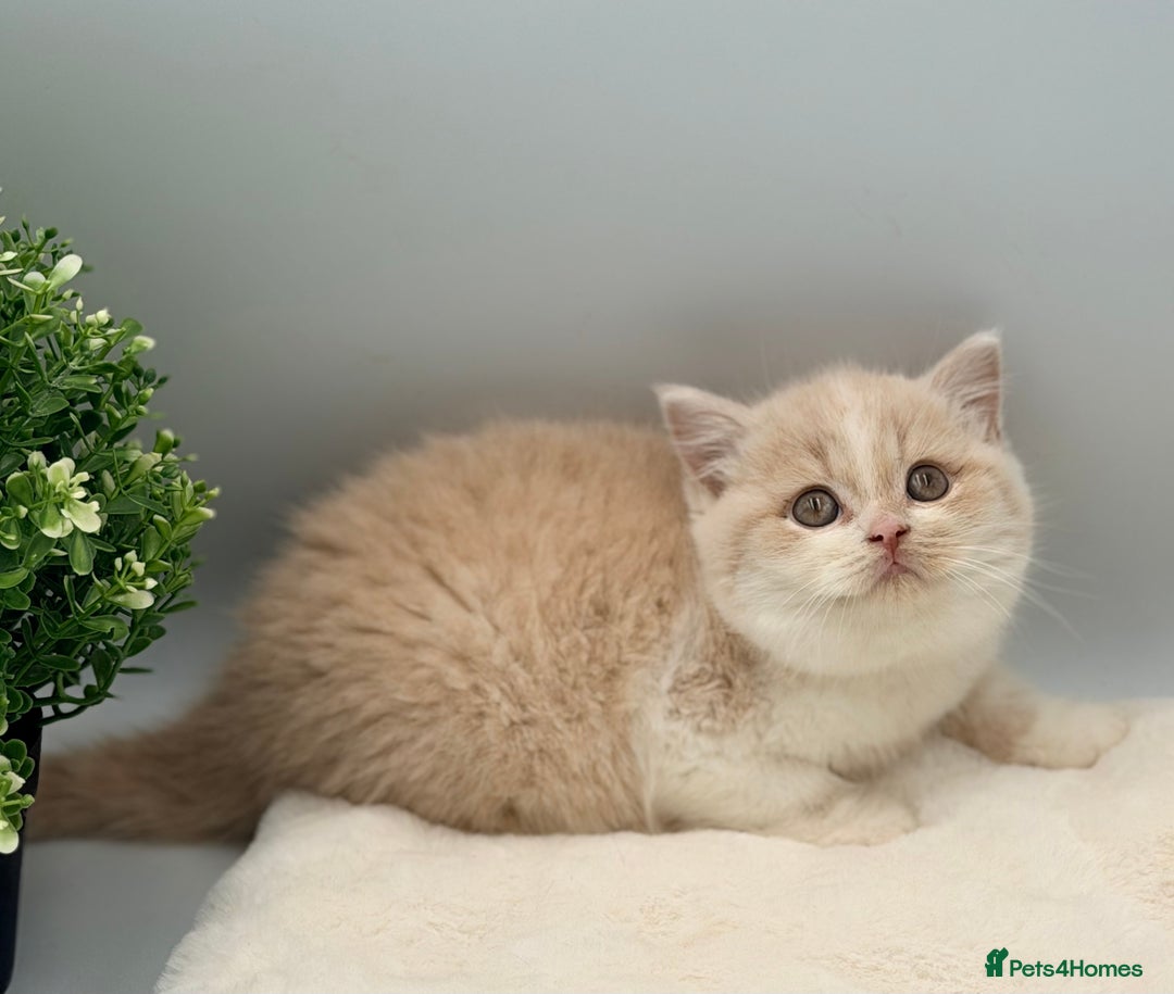 British Shorthair cats for sale: PEDIGREE REGISTERED CHUNKY BRITISH SHORTHAIRS  - Image 25