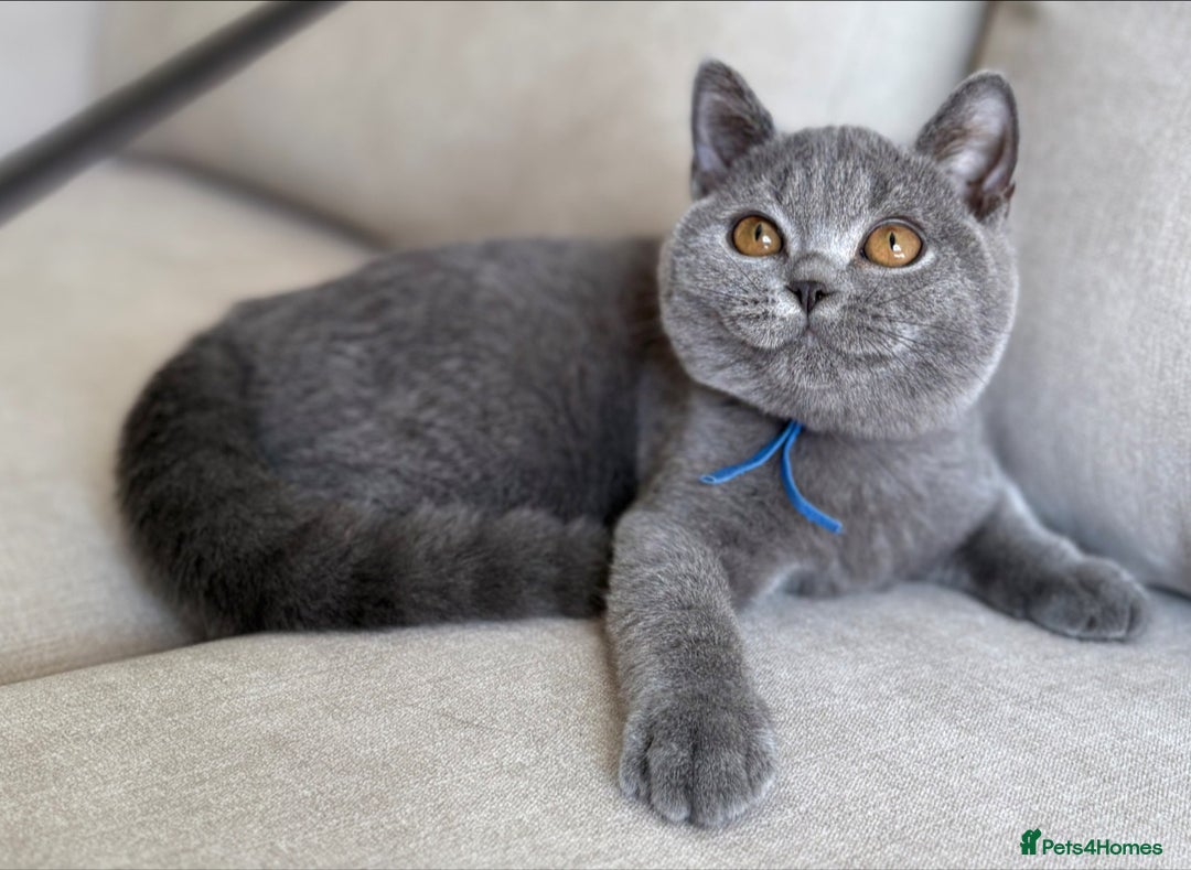 British Shorthair cats for sale: Beautiful boy  - Image 3