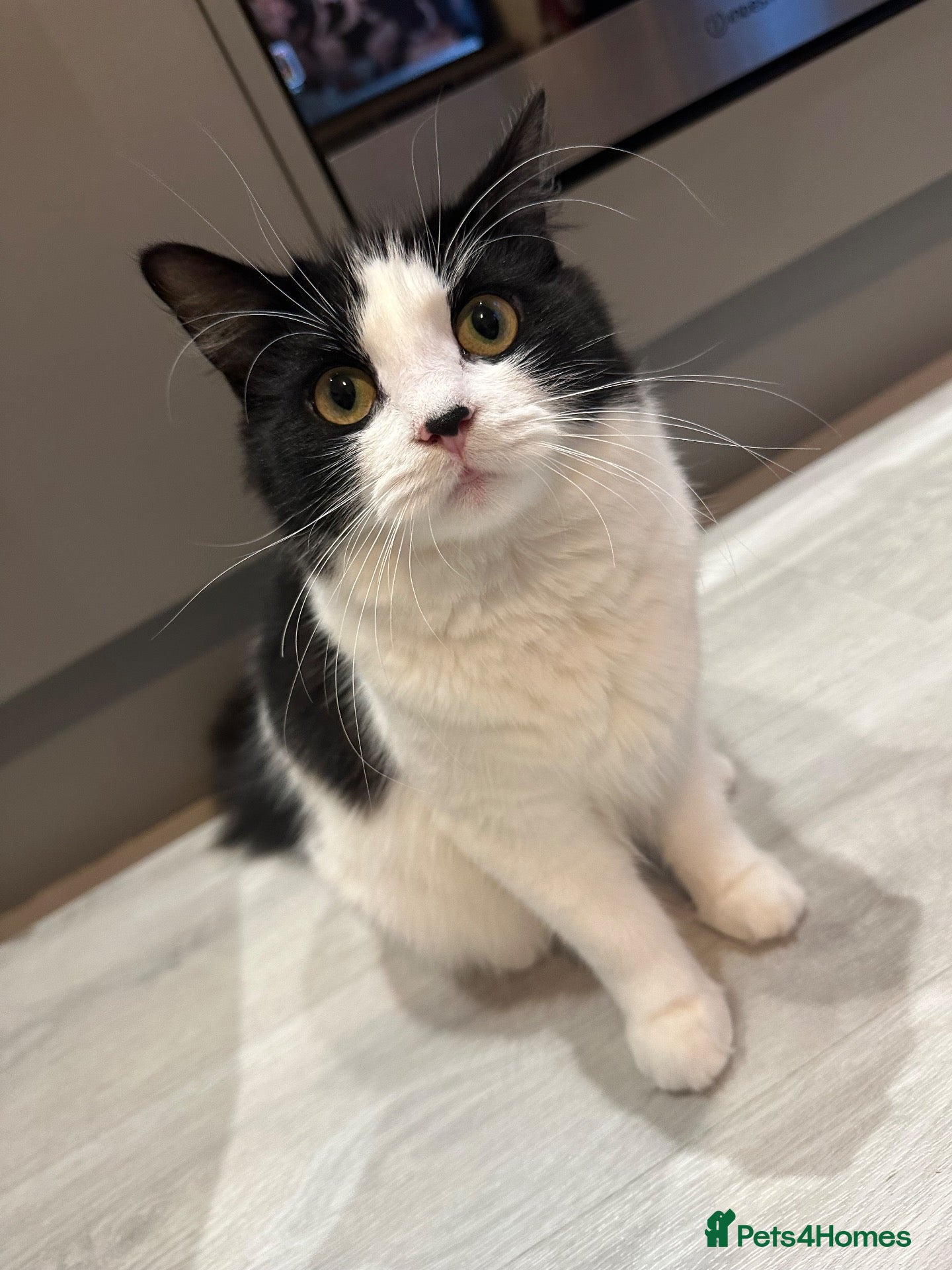 Mixed Breed cats Beautiful Black and White Female Cat - Advert 1