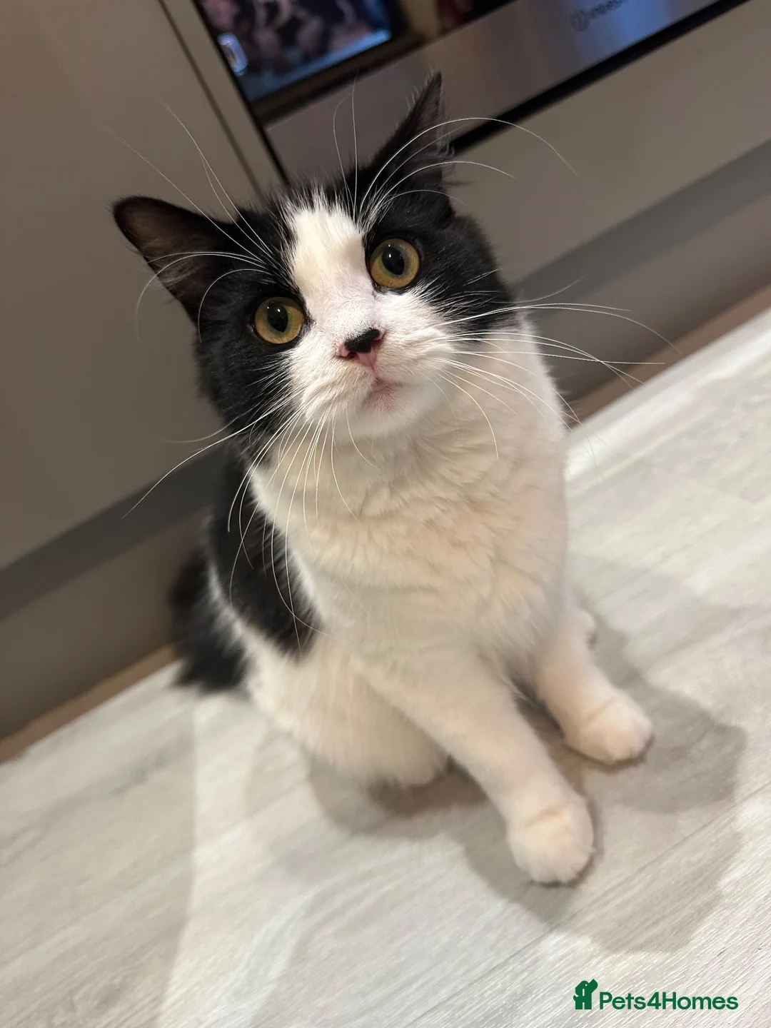 Mixed Breed cats for sale: Beautiful Black and White Female Cat - Advert 1