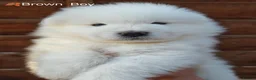 Samoyed dogs for sale: Exceptional pedigree puppies. - Advert 8