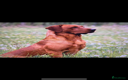 Labrador Retriever dogs for sale: Beautiful KC registered Fox Red Labrador Puppies - Image 10