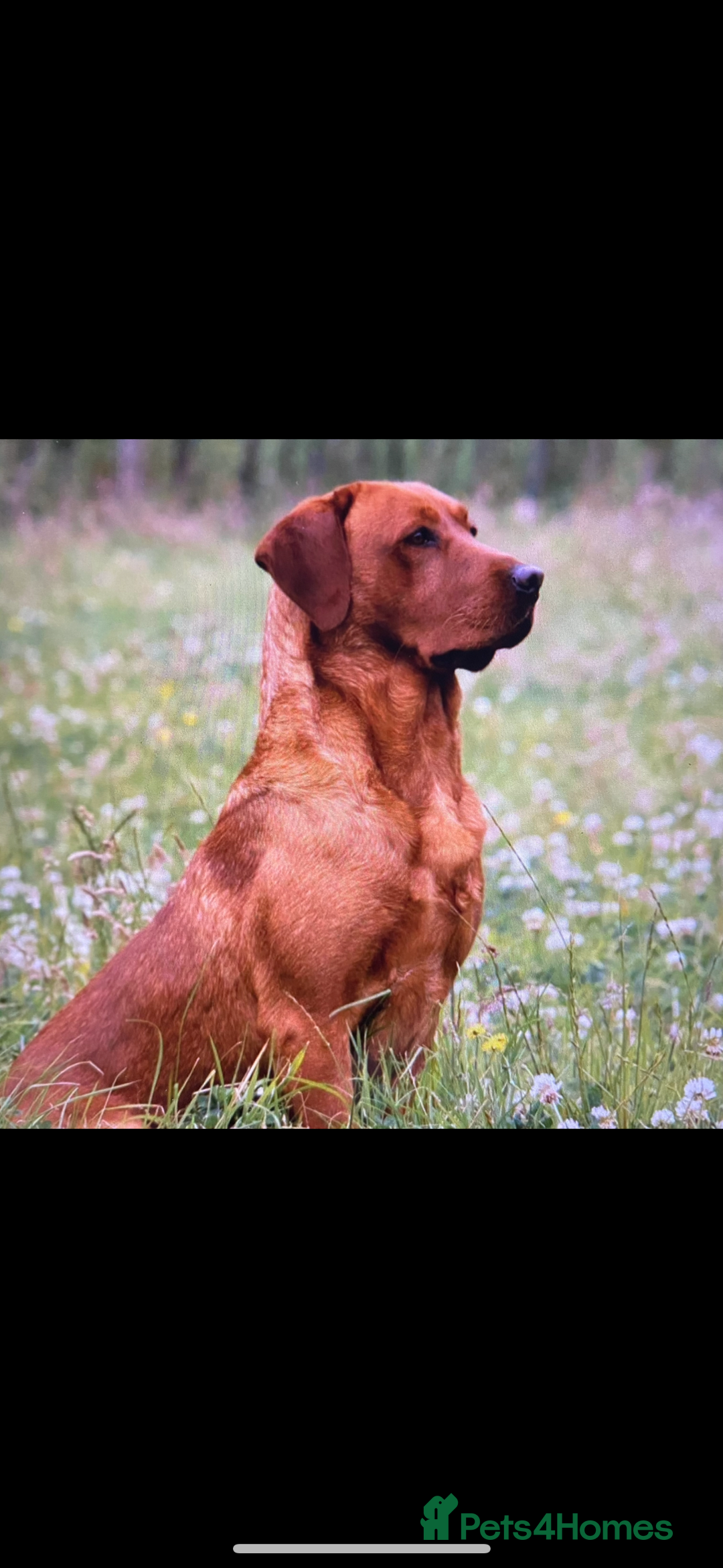 Labrador Retriever dogs for sale: Beautiful KC registered Fox Red Labrador Puppies - Image 10
